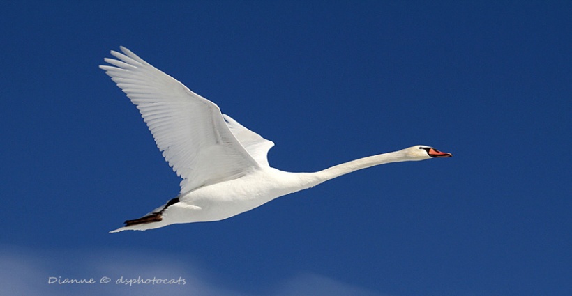 IMG_4268 Flying Swan